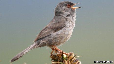 Marmora's Warbler taken at the Blorenge, Monmouthshire in June 2010