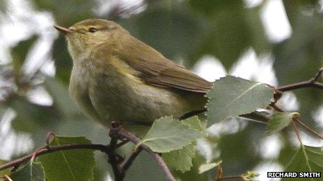 The Iberian chiffchaff