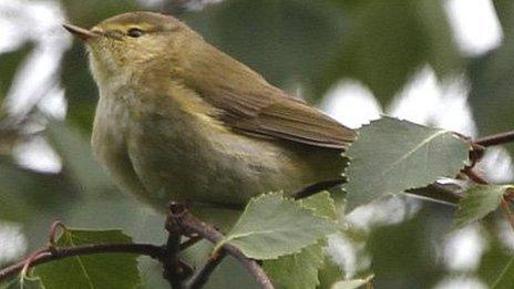 The Iberian chiffchaff