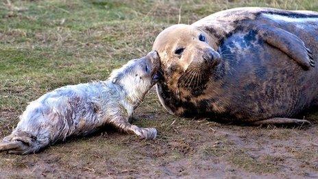 Mother and baby seal at Donna Nook in Lincolnshire