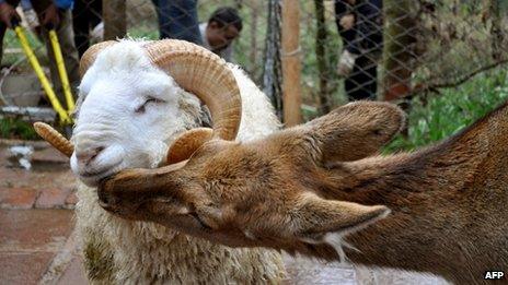 Ram and deer together at Yunnan Wild Animal Park, China, 2 December 2011