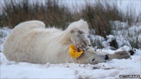 Walker the polar bear