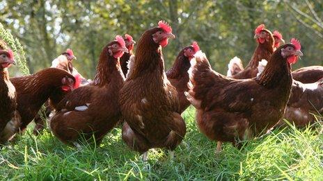 Former battery hens in the sunshine at Tadbeer farm, Somerset