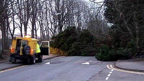 Tree down in Aberdeen