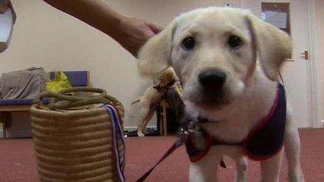 One of the puppies being trained