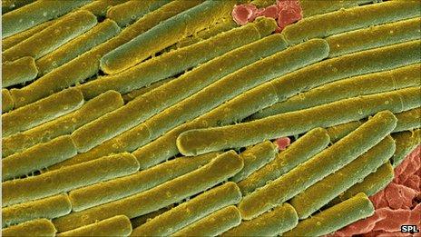 Clostridium difficile bacteria