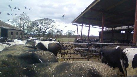 Roosting starlings at Somerset farm