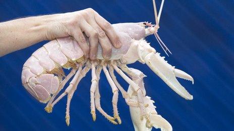 The albino lobsters Santa Claws