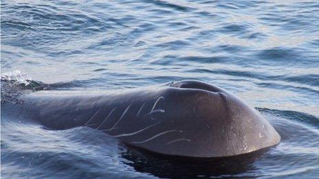 A sperm whale