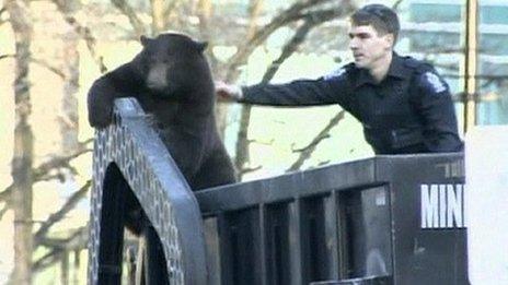 Bear that hitched a ride on a rubbish truck in Canada