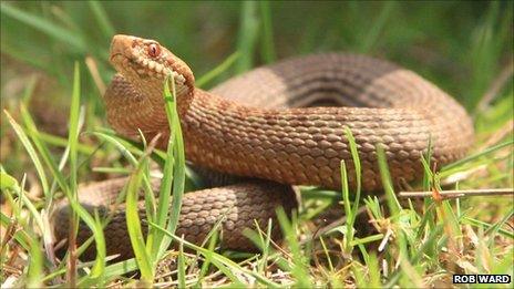 A female adder in the Forest of Dean, taken by Rob Ward