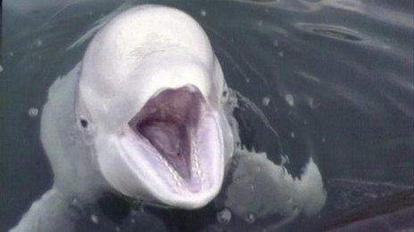 Beluga whale (file photo)