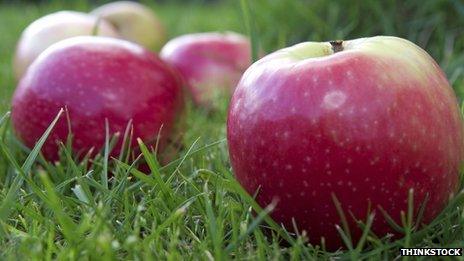 Apples on the ground