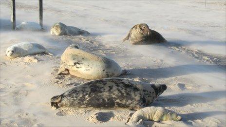 Grey seals