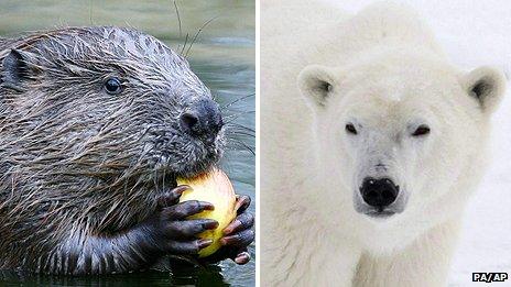 Montage image (L) Beaver and (R) a polar bear