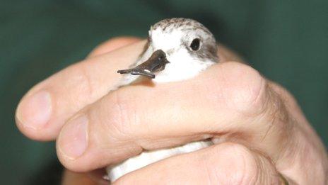 A spoon-billed sandpiper