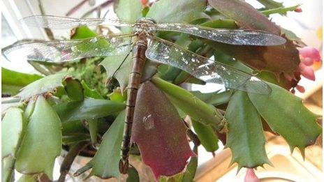 Female Vagrant Emperor Dragonfly