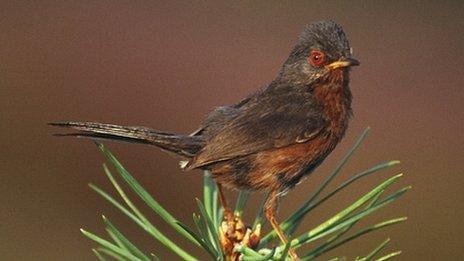 Dartford Warbler