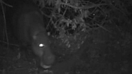 Pygmy hippo caught on camera