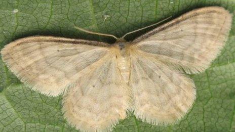 Silky wave moth