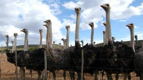 Ostriches on a farm in Oudtshoorn in the Western Cape