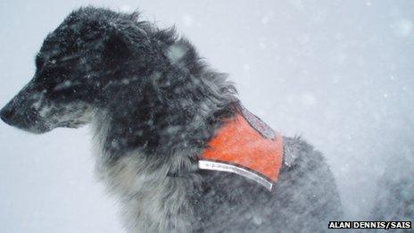 Dog Chester in snow. Pic: Alan Dennis/SAIS