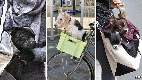 Dogs being transported around Paris in bags and on the front of a bicycle