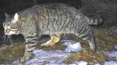 Scottish wildcat. Pic: Kerry Kilshaw/WildCRU/SNH