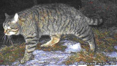 Scottish wildcat. Pic: Kerry Kilshaw/WildCRU/SNH