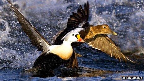 King Eider [Pic: Allan Adams]