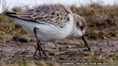 Western Sandpiper at Cley Marsh