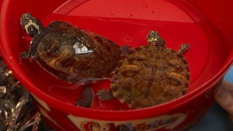 Abandoned yellow-bellied terrapins