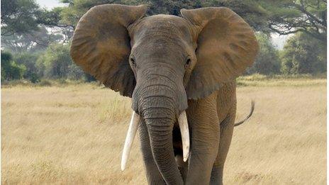 An elephant looks into the camera in the grassland of the Amboseli National Park, Kenya (March 2007).