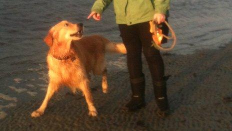 A dog on a Guernsey beach