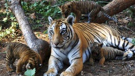 Tiger cubs play beside their mother at Assam State Zoo in Guwahati, India