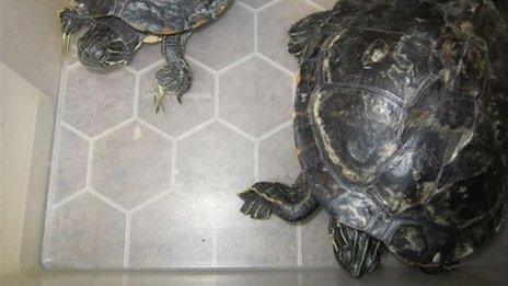 The two terrapins found in Oxford