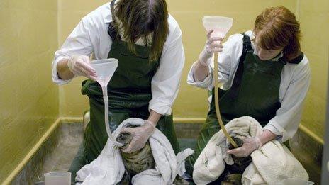 Young seals being hand-fed