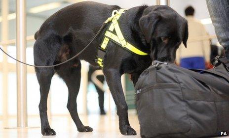 Buster the sniffer dog at Gatwick Airport, Sussex