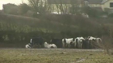 The ponies in Monks Wood, Wick