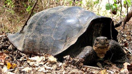 Hybrid tortoise (Image: Yale University)