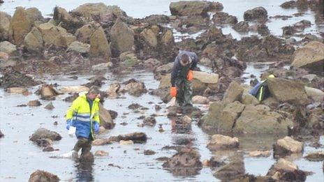 Ormers being gathered at Perelle in Guernsey