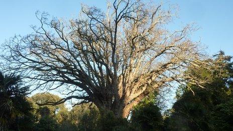 The Caucasian wing nut tree at Abbotsbury Subtropical Gardens. Picture courtesy of Stephen Griffith.