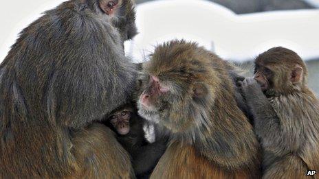 Wild monkeys in India