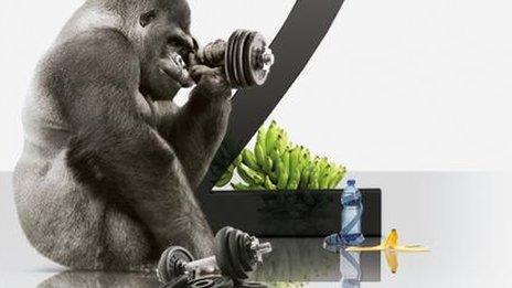 Gorilla lifting weights