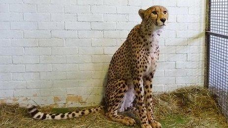 Cheetah sitting in a cage with straw