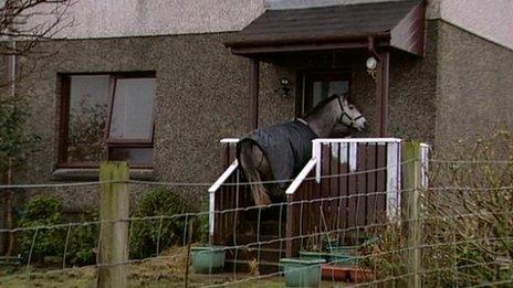 The horse who lives in a house