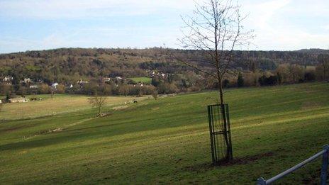 New tree in Norbury Park