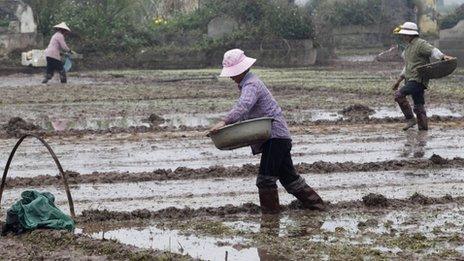 File image of farmers throwing seed in Chuong Loc village, south of Hanoi, on 14 January 2012