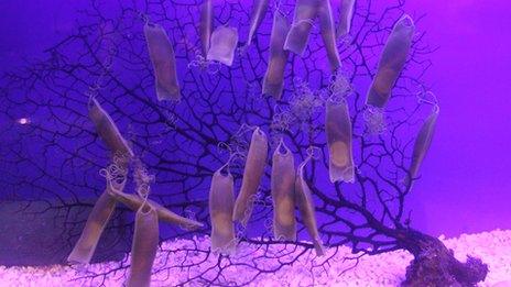 Coral tree covered in shark egg cases at Tynemouth Blue Reef Aquarium