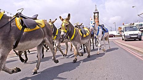 Donkeys in Skegness